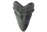 Fossil Megalodon Tooth - South Carolina #374100-1